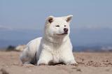 AKITA INU 142